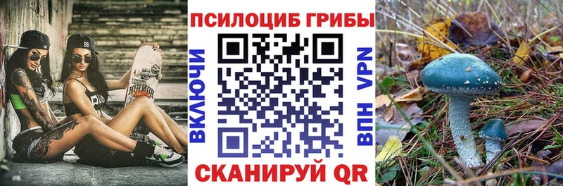 где найти наркотики  дарк нет какой сайт  Галлюциногенные грибы Psilocybe  Ладушкин 